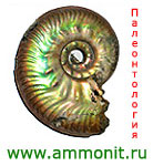 логотип Аммонит.ру