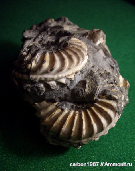 аммониты, моллюски, юра, Pleuroceras, Ammonites, Pleuroceras spinatum, Jurassic