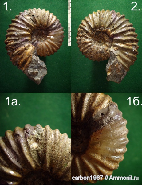 аммониты, мел, прижизненные повреждения, Ammonites, Parahoplites, Cretaceous