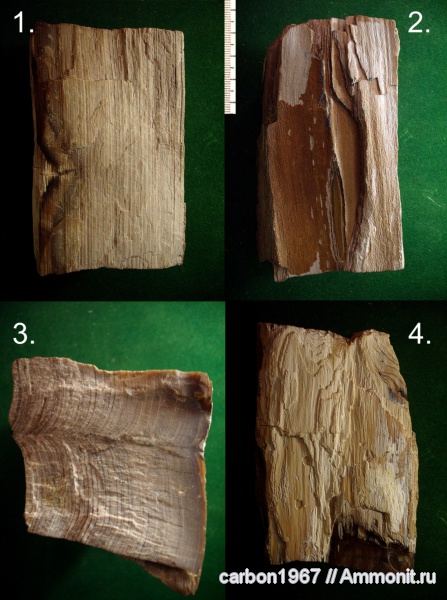 мел, окаменевшая древесина, Cretaceous