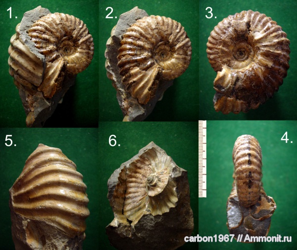 аммониты, мел, апт, препарирование, Ammonites, Aptian, Cretaceous