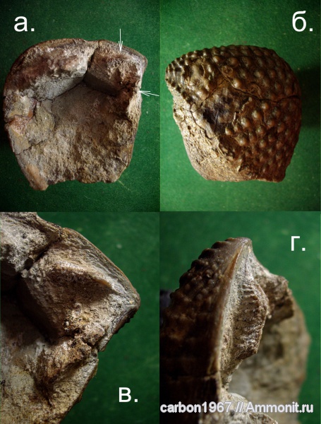 мел, двустворчатые моллюски, тригонии, Cretaceous