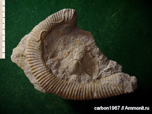 аммониты, мел, Ammonites, Cretaceous