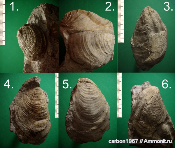мел, двустворчатые моллюски, Inoceramus, Cretaceous