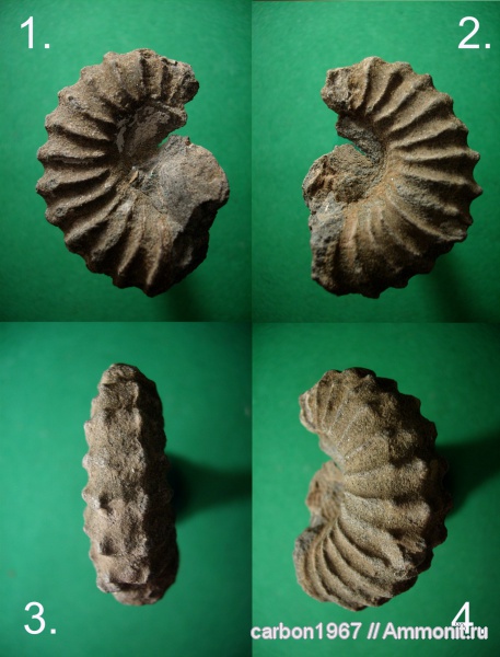 аммониты, мел, Ancyloceras, Ammonites, Cretaceous