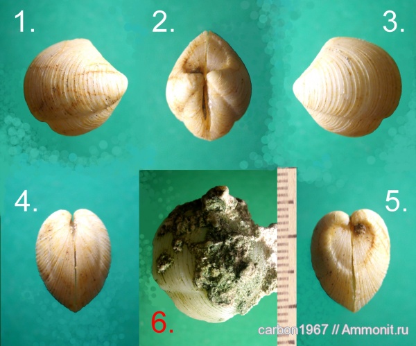 неоген, двустворчатые моллюски, Phacoides, средний миоцен