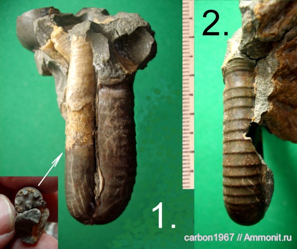 аммониты, мел, устье, Ammonites, Ptychjceras puzosianum, Cretaceous