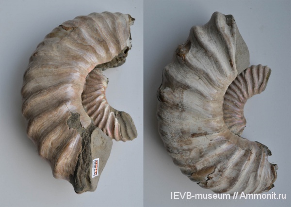 аммониты, мел, Deshayesites, апт, Ammonites, Aptian, Cretaceous
