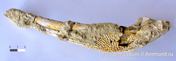 триас, челюсти, лабиринтодонты, Wetlugasaurus, Triassic