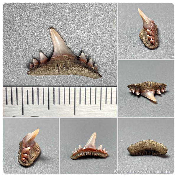 мел, сеноман, зубы акул, Paraorthacodus, Paraorthacodus recurvus, Тамбовская область