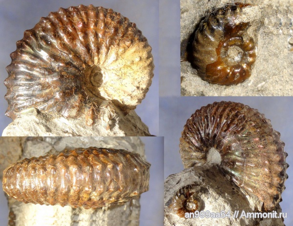аммониты, Ammonites, Scaphitidae, Jeletzkytes  nebrascensis, Jeletzkytes