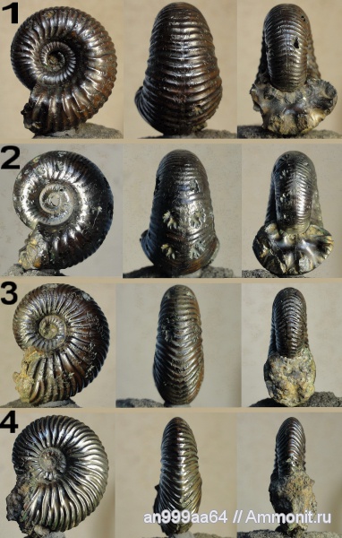 аммониты, Quenstedtoceras, Eboraciceras, Eboraciceras carinatum, Ammonites, Quenstedtoceras henrici, Eboraciceras rybinskianum