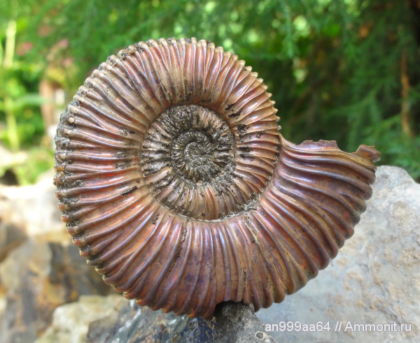 аммониты, Peltoceras, Peltoceras arduennense, Ammonites