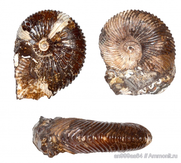аммониты, юра, нижний келловей, Pseudocadoceras, Ammonites, лопастные линии, Jurassic, Lower Callovian