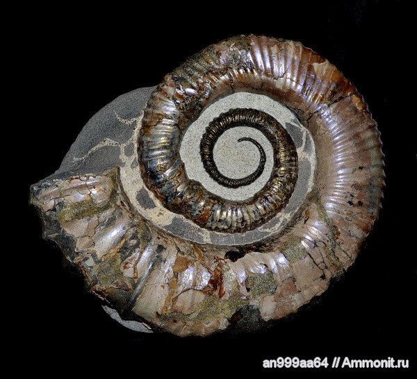 гетероморфные аммониты, Australiceras, heteromorph ammonites