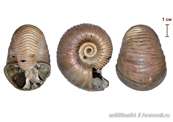 аммониты, Дубки, прижизненные повреждения, Eboraciceras, Eboraciceras carinatum, Ammonites