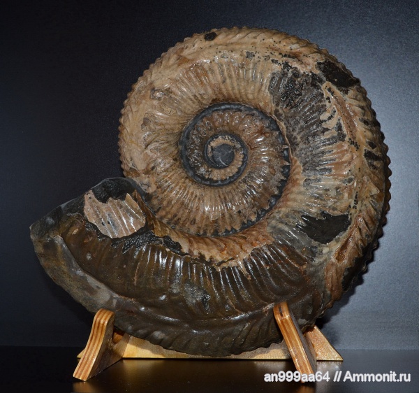 аммониты, мел, гетероморфные аммониты, Ammonitoceras, прижизненные повреждения, Ammonites, Ammonitoceras ramososeptatum, Cretaceous, heteromorph ammonites