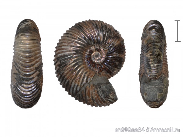 аммониты, юра, нижний келловей, Pseudocadoceras, Cardioceratidae, Ammonites, Jurassic, Lower Callovian