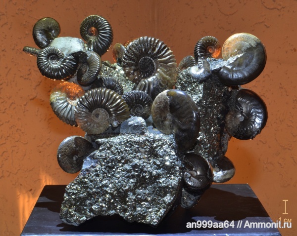 аммониты, мел, Deshayesites, Aconeceras, Aconeceras trautscholdi, Ammonites, Deshayesites volgensis, Sinzovia, Sinzovia trautscholdi, Aconeceratidae, нижний апт, Aptian, Cretaceous
