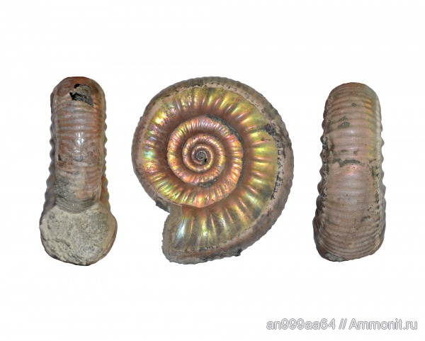 аммониты, юра, Choffatia, Дубки, Ammonites, Grossouvria, Grossouvria subtilis, Jurassic