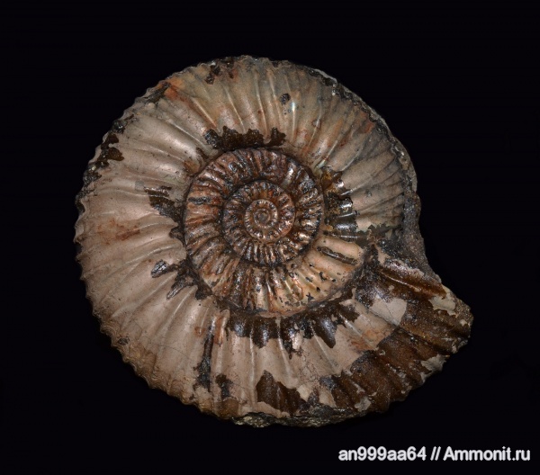 аммониты, Epivirgatites, Ammonites, Epivirgatites variabilis, Dorsoplanitidae
