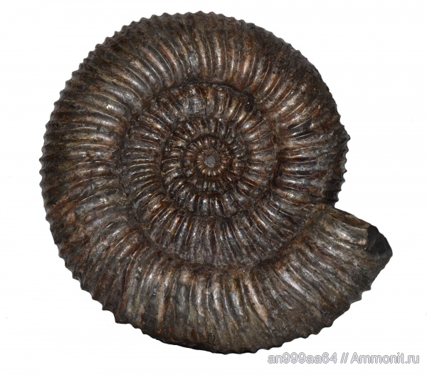 аммониты, Speetoniceras, Speetoniceras versicolor, Ammonites, верхний готерив, Hauterivian, Simbirskitidae