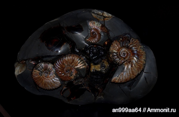 аммониты, Deshayesites, апт, Саратовская область, Ammonites