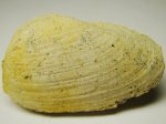 Пластинчатожаберный моллюск Allorisma