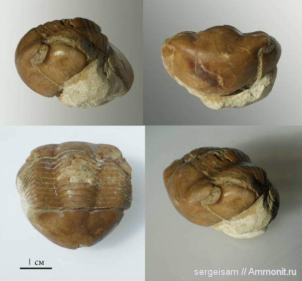 трилобиты, ордовик, Illaenus, Illaenus sinuatus, Ordovician