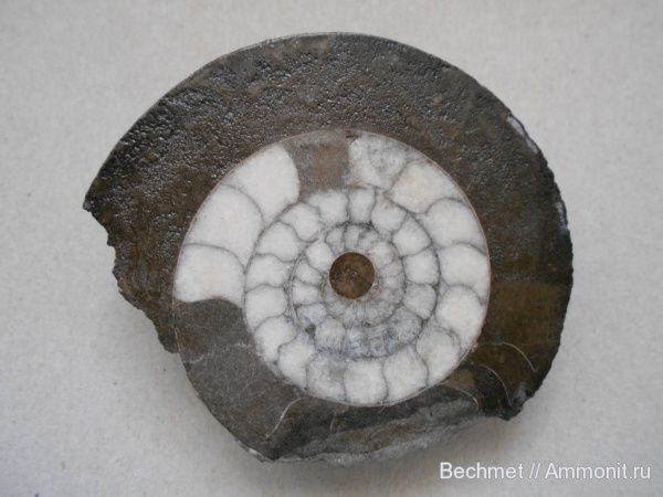 аммониты, юрский период, волжский ярус, мезозойская эра, Ammonites, Volgian, Jurassic