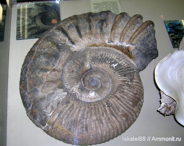 ПИН, Ammonitoceras