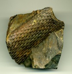 Lepidodendron 2
