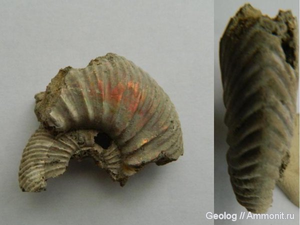 аммониты, головоногие моллюски, Quenstedtoceras, Quenstedtoceras lamberti, Ammonites