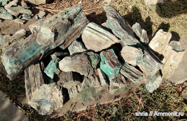 пермь, окаменевшее дерево, Каргалинские рудники, Оренбургская область