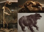 Большой пещерный медведь Ursus (Spelearctos) Spelaeus
