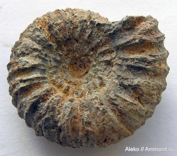 аммониты, берриас, Ammonites, Berriasian, corongoceras
