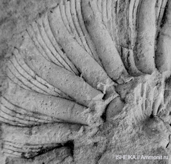 аммониты, моллюски, юра, Ammonites, Jurassic