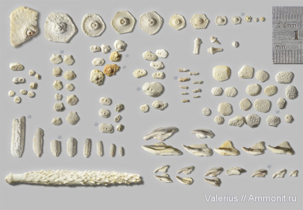 морские ежи, карбон, Archaeocidaris, эхиноидеи, средний карбон
