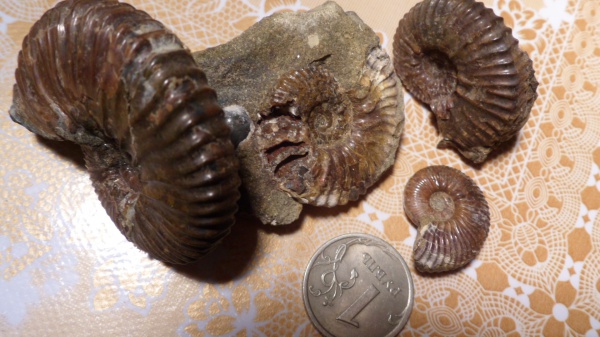 аммониты, Ammonites, Hypacanthoplites