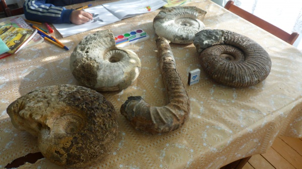 аммониты, гетероморфные аммониты, Ammonites, heteromorph ammonites