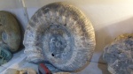 Ammonitoceras 68 см. фото № 1.