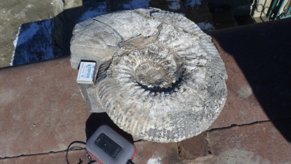 аммониты, Ammonites, Acanthohoplites