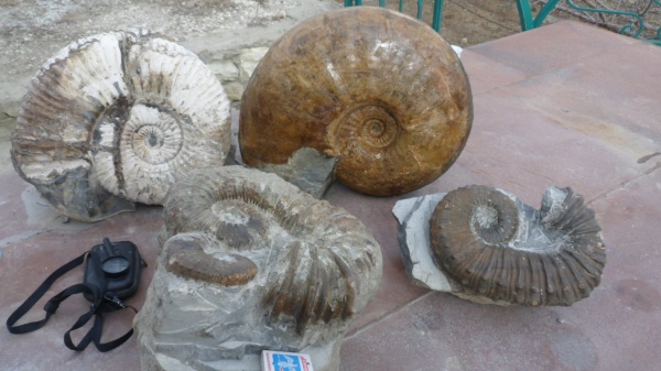 аммониты, Ammonites