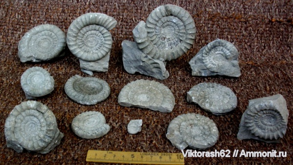 аммониты, юра, головоногие моллюски, мезозой, Ammonites, Arietites, Приборжавский карьер, Jurassic