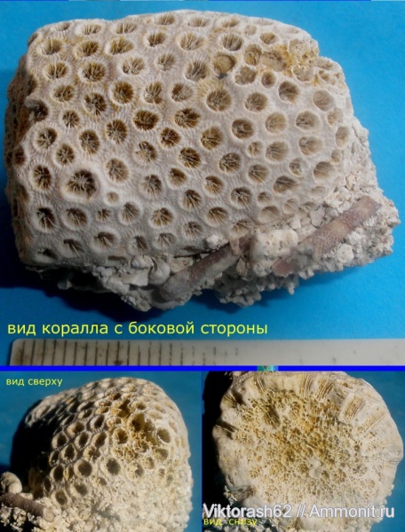 неоген, кораллы, кишечнополостные, кайнозой, Scleractinia, Максимовцы, Montastraea