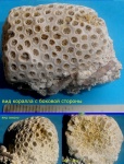 Коралл неогеновый