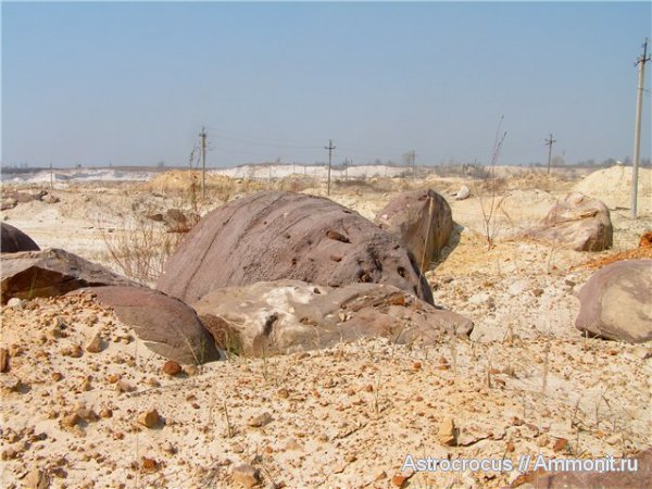 Чапаевский песчаный карьер, ризоконкреции, окаменевшие растения, гнилушкинская свита