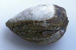 Раковина двустворчатого моллюска из глыбы мелового песчаника