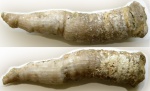 Коралл Polycoelia sp. с прижизненным "переломом"