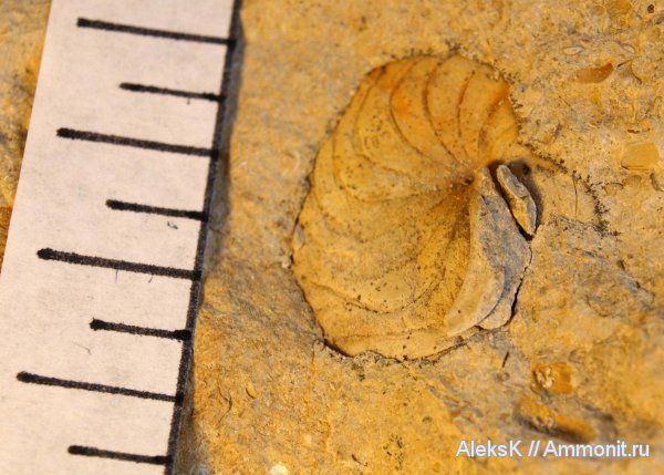 аммониты, карбон, Калужская область, Ammonites, гониатиты